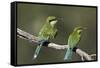 Swallow-tailed bee-eater (Merops hirundineus) adult and juvenile, Kgalagadi Transfrontier Park, Sou-James Hager-Framed Stretched Canvas