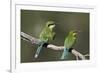 Swallow-tailed bee-eater (Merops hirundineus) adult and juvenile, Kgalagadi Transfrontier Park, Sou-James Hager-Framed Photographic Print