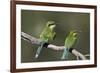 Swallow-tailed bee-eater (Merops hirundineus) adult and juvenile, Kgalagadi Transfrontier Park, Sou-James Hager-Framed Photographic Print