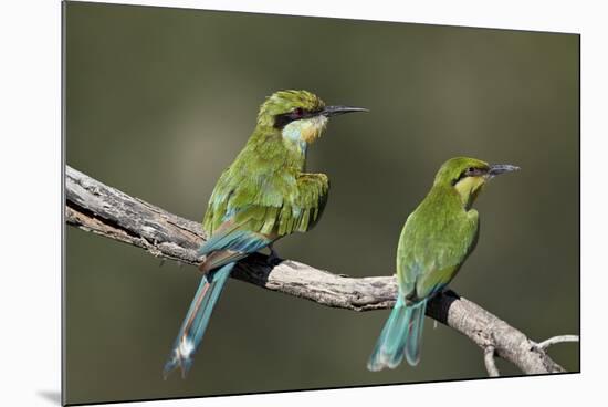 Swallow-tailed bee-eater (Merops hirundineus) adult and juvenile, Kgalagadi Transfrontier Park, Sou-James Hager-Mounted Photographic Print