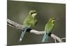 Swallow-tailed bee-eater (Merops hirundineus) adult and juvenile, Kgalagadi Transfrontier Park, Sou-James Hager-Mounted Photographic Print