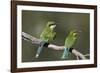 Swallow-tailed bee-eater (Merops hirundineus) adult and juvenile, Kgalagadi Transfrontier Park, Sou-James Hager-Framed Photographic Print