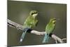 Swallow-tailed bee-eater (Merops hirundineus) adult and juvenile, Kgalagadi Transfrontier Park, Sou-James Hager-Mounted Photographic Print