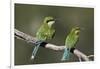 Swallow-tailed bee-eater (Merops hirundineus) adult and juvenile, Kgalagadi Transfrontier Park, Sou-James Hager-Framed Photographic Print