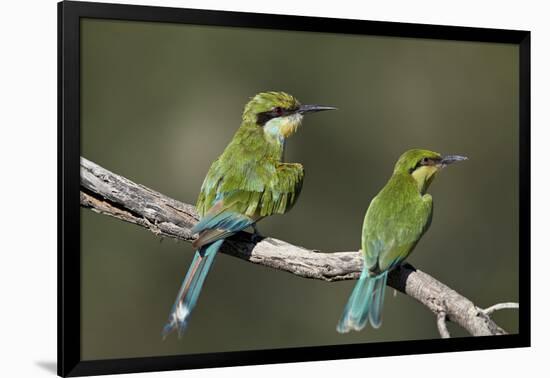 Swallow-tailed bee-eater (Merops hirundineus) adult and juvenile, Kgalagadi Transfrontier Park, Sou-James Hager-Framed Photographic Print