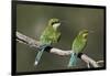 Swallow-tailed bee-eater (Merops hirundineus) adult and juvenile, Kgalagadi Transfrontier Park, Sou-James Hager-Framed Photographic Print
