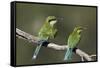 Swallow-tailed bee-eater (Merops hirundineus) adult and juvenile, Kgalagadi Transfrontier Park, Sou-James Hager-Framed Stretched Canvas