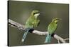 Swallow-tailed bee-eater (Merops hirundineus) adult and juvenile, Kgalagadi Transfrontier Park, Sou-James Hager-Stretched Canvas