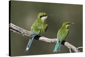 Swallow-tailed bee-eater (Merops hirundineus) adult and juvenile, Kgalagadi Transfrontier Park, Sou-James Hager-Stretched Canvas