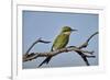 Swallow-tailed bee-eater (Merops hirundineus), Kgalagadi Transfrontier Park, South Africa, Africa-James Hager-Framed Photographic Print