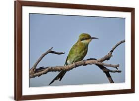 Swallow-tailed bee-eater (Merops hirundineus), Kgalagadi Transfrontier Park, South Africa, Africa-James Hager-Framed Photographic Print