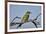 Swallow-tailed bee-eater (Merops hirundineus), Kgalagadi Transfrontier Park, South Africa, Africa-James Hager-Framed Photographic Print