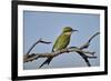 Swallow-tailed bee-eater (Merops hirundineus), Kgalagadi Transfrontier Park, South Africa, Africa-James Hager-Framed Photographic Print