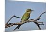 Swallow-tailed bee-eater (Merops hirundineus), Kgalagadi Transfrontier Park, South Africa, Africa-James Hager-Mounted Photographic Print