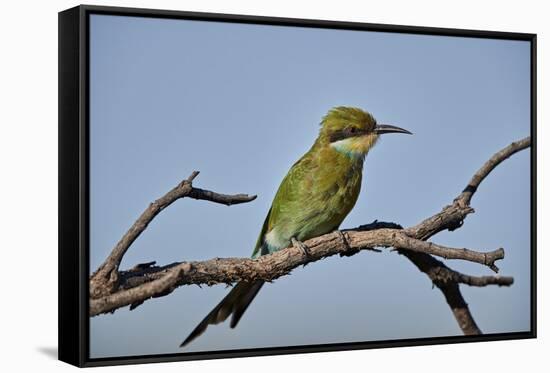 Swallow-tailed bee-eater (Merops hirundineus), Kgalagadi Transfrontier Park, South Africa, Africa-James Hager-Framed Stretched Canvas