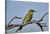 Swallow-tailed bee-eater (Merops hirundineus), Kgalagadi Transfrontier Park, South Africa, Africa-James Hager-Stretched Canvas