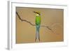 Swallow-Tailed Bee-Eater; Merops Hirundineus; South Africa-Johan Swanepoel-Framed Photographic Print
