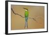 Swallow-Tailed Bee-Eater; Merops Hirundineus; South Africa-Johan Swanepoel-Framed Photographic Print