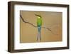 Swallow-Tailed Bee-Eater; Merops Hirundineus; South Africa-Johan Swanepoel-Framed Photographic Print