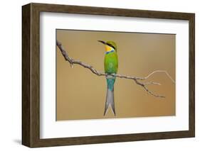 Swallow-Tailed Bee-Eater; Merops Hirundineus; South Africa-Johan Swanepoel-Framed Photographic Print