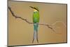 Swallow-Tailed Bee-Eater; Merops Hirundineus; South Africa-Johan Swanepoel-Mounted Photographic Print