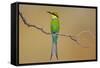 Swallow-Tailed Bee-Eater; Merops Hirundineus; South Africa-Johan Swanepoel-Framed Stretched Canvas