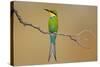 Swallow-Tailed Bee-Eater; Merops Hirundineus; South Africa-Johan Swanepoel-Stretched Canvas