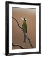 Swallow-Tailed Bee-Eater (Merops Hirundineus)-James Hager-Framed Photographic Print