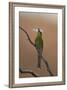 Swallow-Tailed Bee-Eater (Merops Hirundineus)-James Hager-Framed Photographic Print