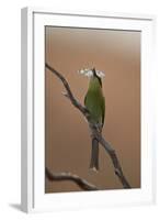 Swallow-Tailed Bee-Eater (Merops Hirundineus)-James Hager-Framed Photographic Print