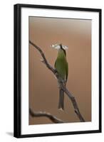 Swallow-Tailed Bee-Eater (Merops Hirundineus)-James Hager-Framed Photographic Print