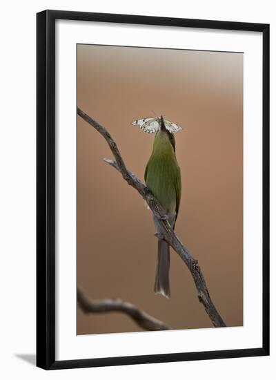 Swallow-Tailed Bee-Eater (Merops Hirundineus)-James Hager-Framed Photographic Print