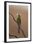 Swallow-Tailed Bee-Eater (Merops Hirundineus)-James Hager-Framed Photographic Print