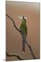 Swallow-Tailed Bee-Eater (Merops Hirundineus)-James Hager-Mounted Photographic Print