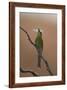 Swallow-Tailed Bee-Eater (Merops Hirundineus)-James Hager-Framed Photographic Print