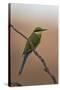 Swallow-Tailed Bee-Eater (Merops Hirundineus)-James Hager-Stretched Canvas