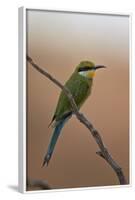 Swallow-Tailed Bee-Eater (Merops Hirundineus)-James Hager-Framed Photographic Print