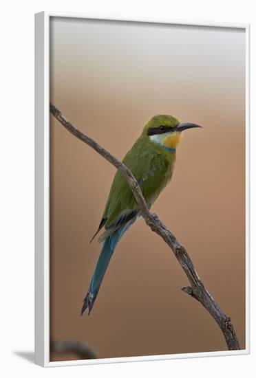 Swallow-Tailed Bee-Eater (Merops Hirundineus)-James Hager-Framed Photographic Print