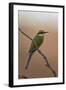 Swallow-Tailed Bee-Eater (Merops Hirundineus)-James Hager-Framed Photographic Print