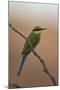 Swallow-Tailed Bee-Eater (Merops Hirundineus)-James Hager-Mounted Photographic Print