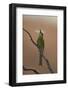 Swallow-Tailed Bee-Eater (Merops Hirundineus)-James Hager-Framed Photographic Print