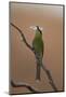 Swallow-Tailed Bee-Eater (Merops Hirundineus)-James Hager-Mounted Photographic Print