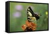 Swallow-Tailed Burtterfly-Gary Carter-Framed Stretched Canvas