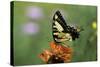 Swallow-Tailed Burtterfly-Gary Carter-Stretched Canvas