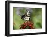 Swallow-Tailed Burtterfly-Gary Carter-Framed Photographic Print