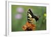 Swallow-Tailed Burtterfly-Gary Carter-Framed Photographic Print