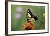 Swallow-Tailed Burtterfly-Gary Carter-Framed Photographic Print