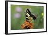 Swallow-Tailed Burtterfly-Gary Carter-Framed Photographic Print