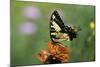 Swallow-Tailed Burtterfly-Gary Carter-Mounted Photographic Print