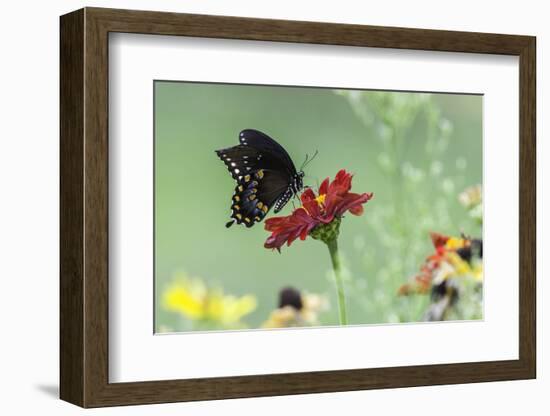 Swallow-Tailed Butterfly-Gary Carter-Framed Photographic Print